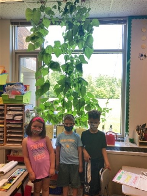 bean plant grows